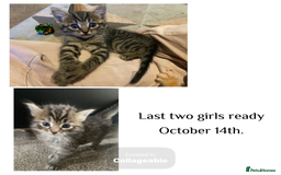 Mixed Breed cats for sale: Ragdoll x Tabbie - Image 1
