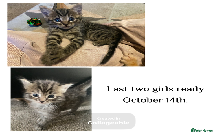 Mixed Breed cats - Advert 10
