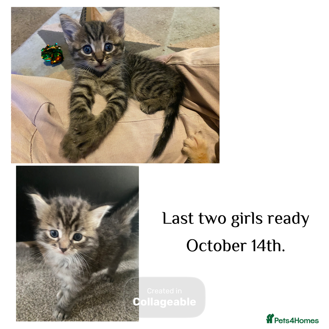 Mixed Breed cats for sale: Ragdoll x Tabbie - Image 1
