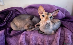 Sphynx cats for sale: Sphynx girl not neutered  - Image 11
