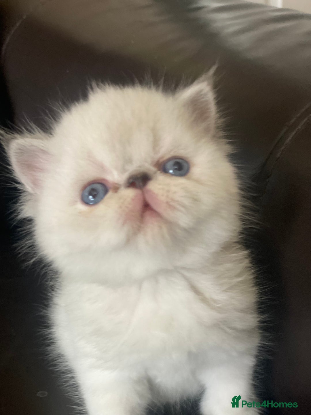 Persian cats for sale: GCCF PURE BRED PKD and PRA CLEAR PERSIAN EXOTICS  - Image 16