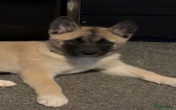 Mixed Breed dogs for sale: 13 weeks old American Akita mix - Image 3