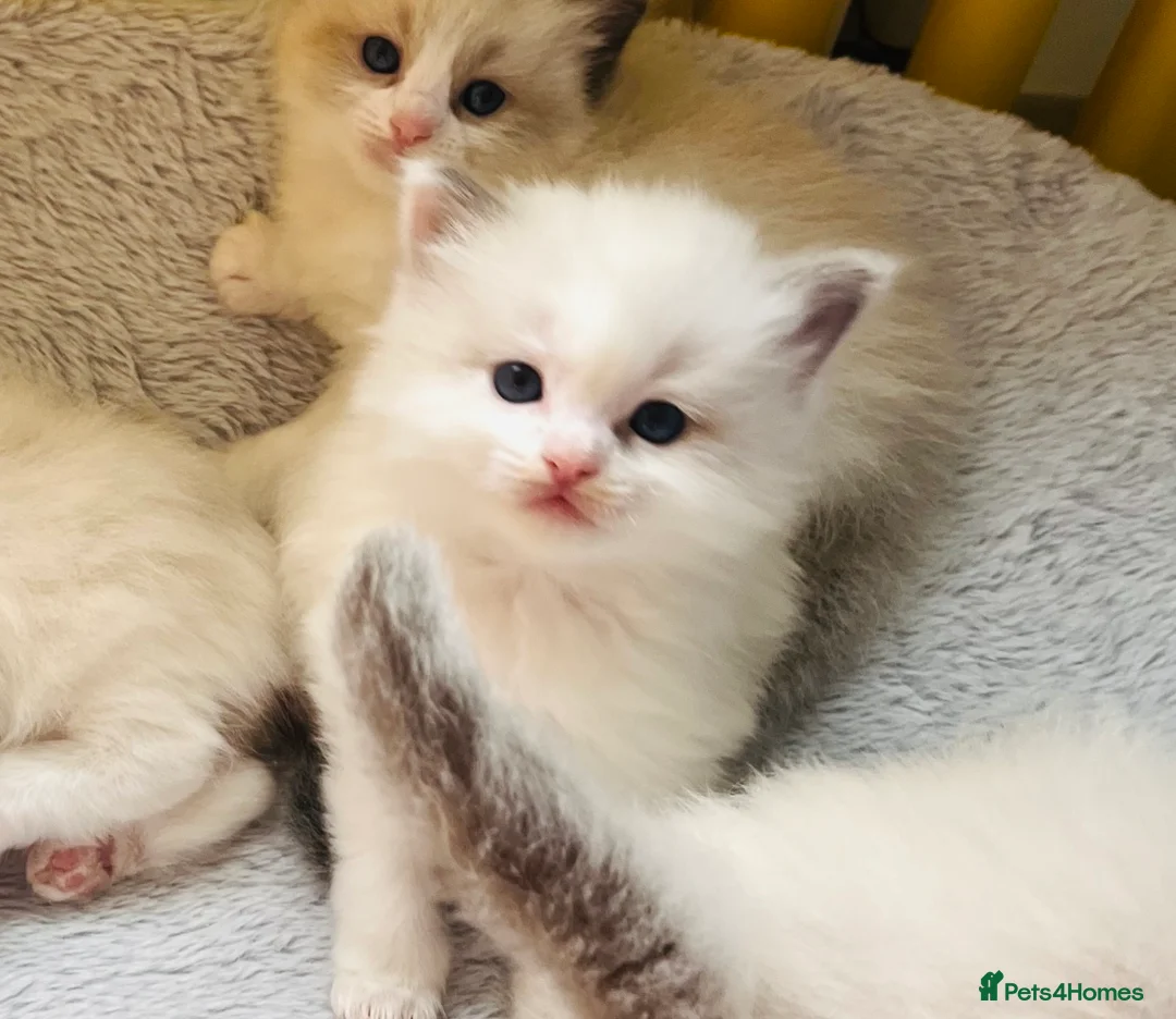 Ragdoll cats for sale: 4 GCCF registered Ragdoll kittens - Advert 6