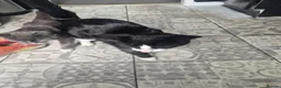 Mixed Breed cats for adoption: ***BLUE***SUTTY*** - Advert 11