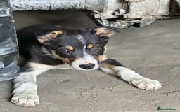 Border Collie dogs for sale: 2 female border collies puppies - Image 3