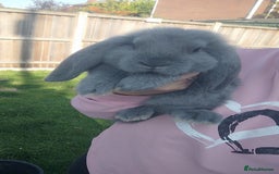 French Lop rabbits for sale: Beautiful french lop boy - Image 3