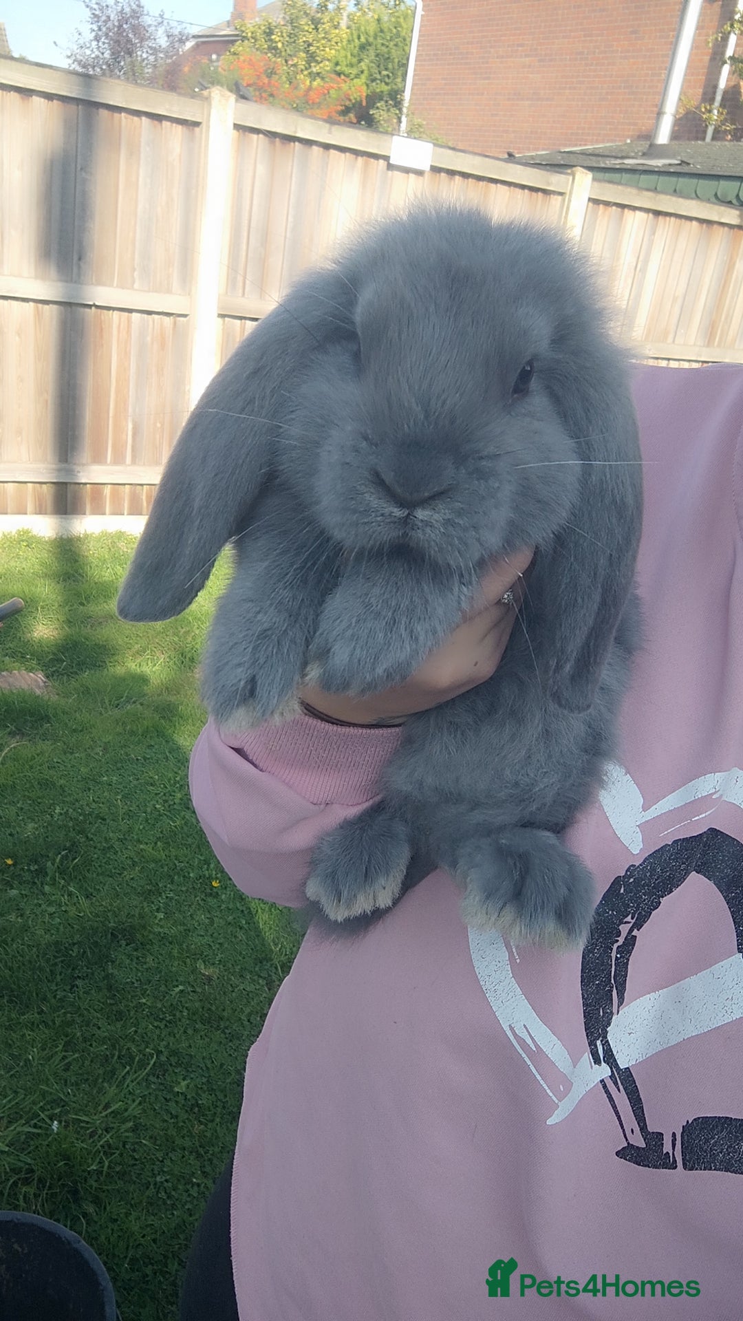 French Lop rabbits for sale: Beautiful french lop boy - Image 3