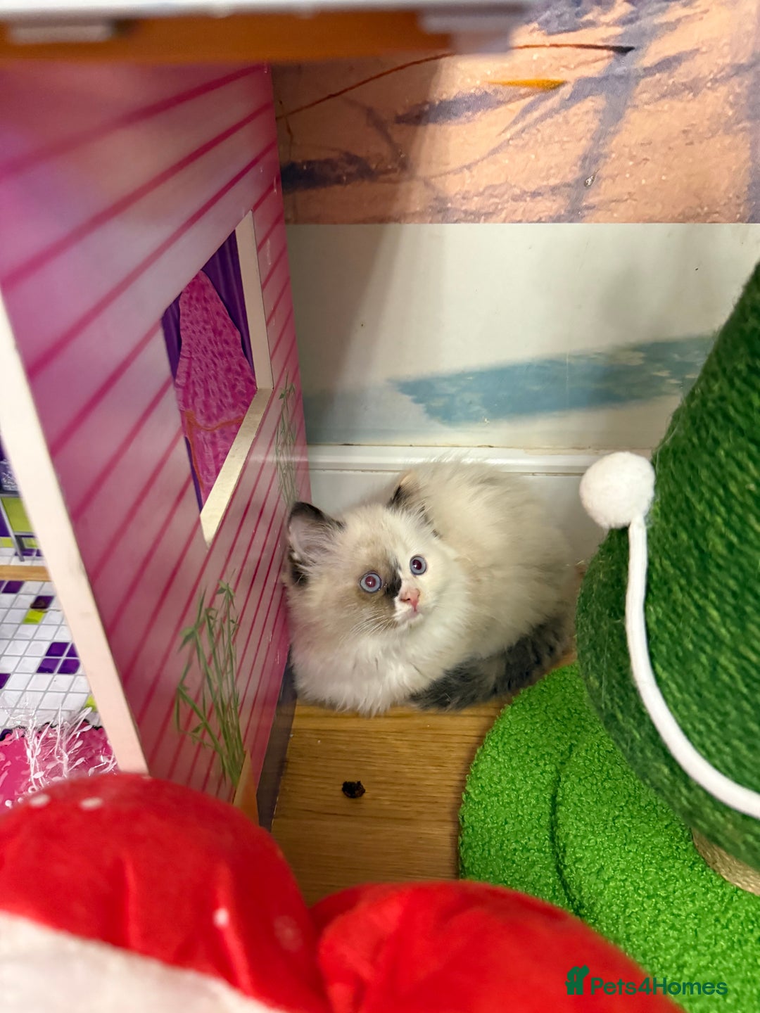 Ragdoll cats for sale: Beautiful Ragdolls kittens  - Advert 17