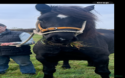 Welsh Section D horses for sale: Section D beautiful Black Mare Magic - Image 7