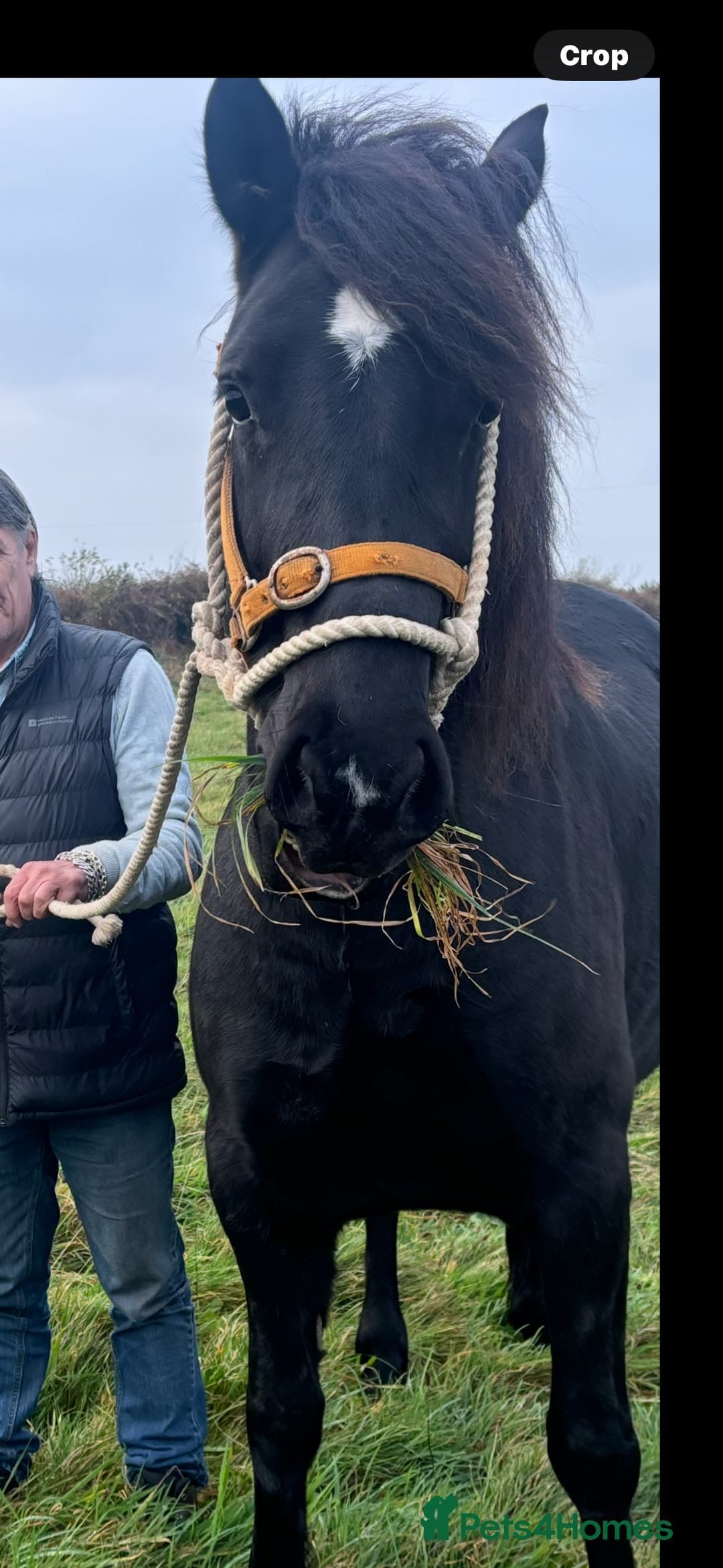 Welsh Section D horses for sale: Section D beautiful Black Mare Magic - Image 7