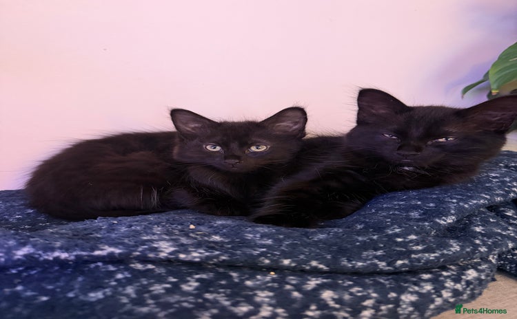 Mixed Breed cats - Advert 8