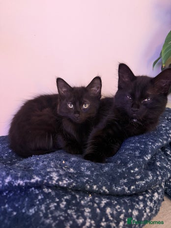 Mixed Breed cats - Advert 13