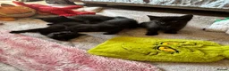 British Shorthair cats for sale: 5 beautiful black kittens - Advert 6