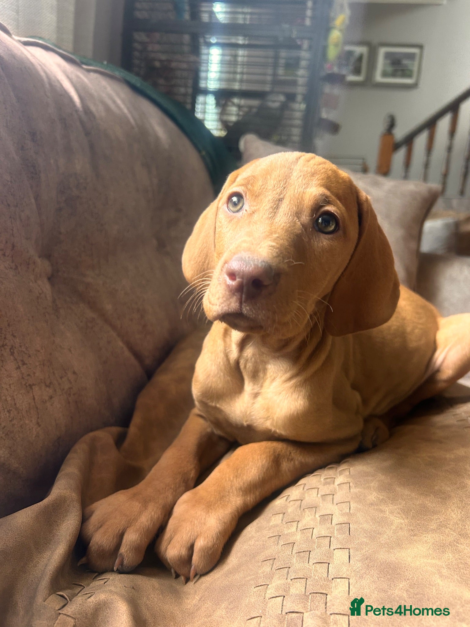 Hungarian Vizsla dogs Hungarian viszla puppies  - Advert 1