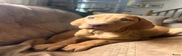 Hungarian Vizsla dogs for sale: LAST 3 HUNGARIAN VISZLA PUPS - Advert 13