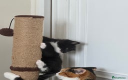Bombay cats for sale: Cute Kittens for sale  - Image 8