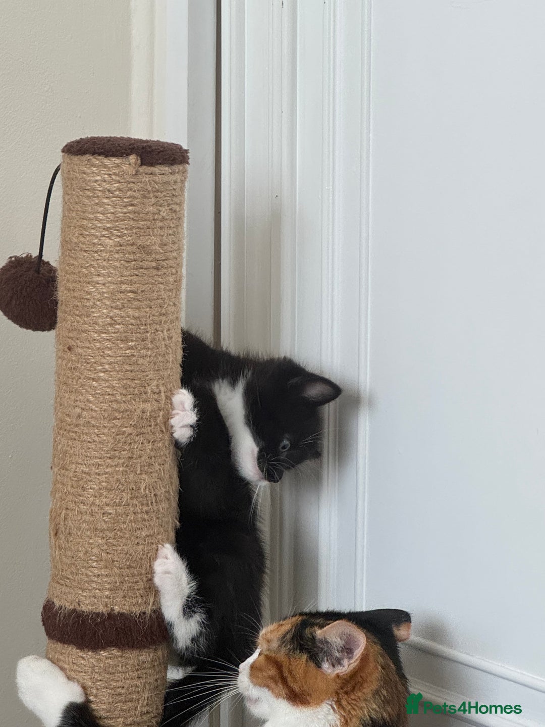 Bombay cats for sale: Cute Kittens for sale  - Image 8