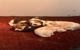 Beagle dogs for stud: TOP PRODUCING STUD CRUFTS QUALIFIED, CHAMPION BRED in Birmingham - Image 20