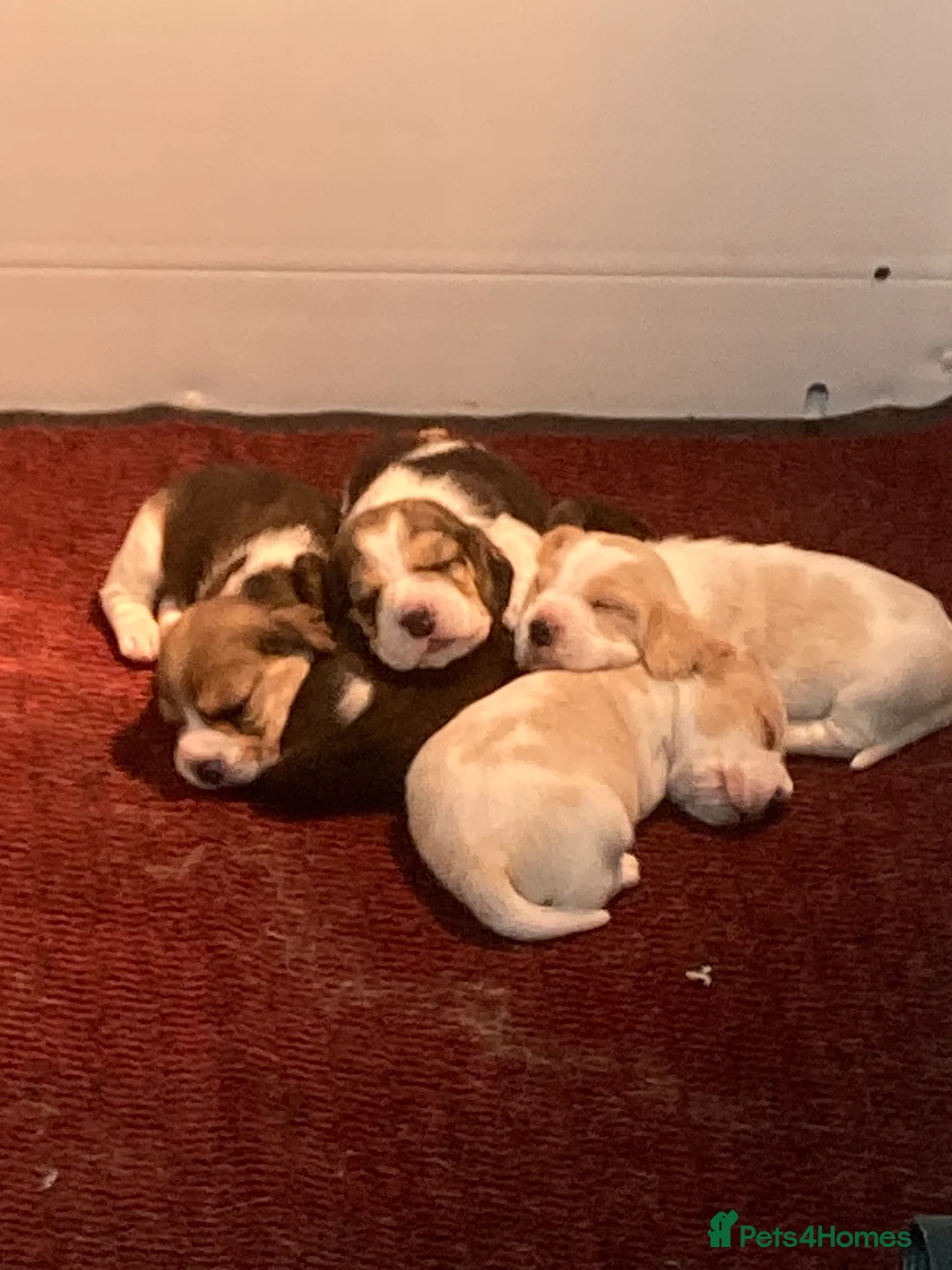 Beagle dogs for stud: TOP PRODUCING STUD CRUFTS QUALIFIED, CHAMPION BRED in Birmingham - Advert 21