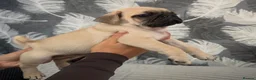 Pug dogs for sale: Beautiful Chunky Pug Puppy  - Advert 2