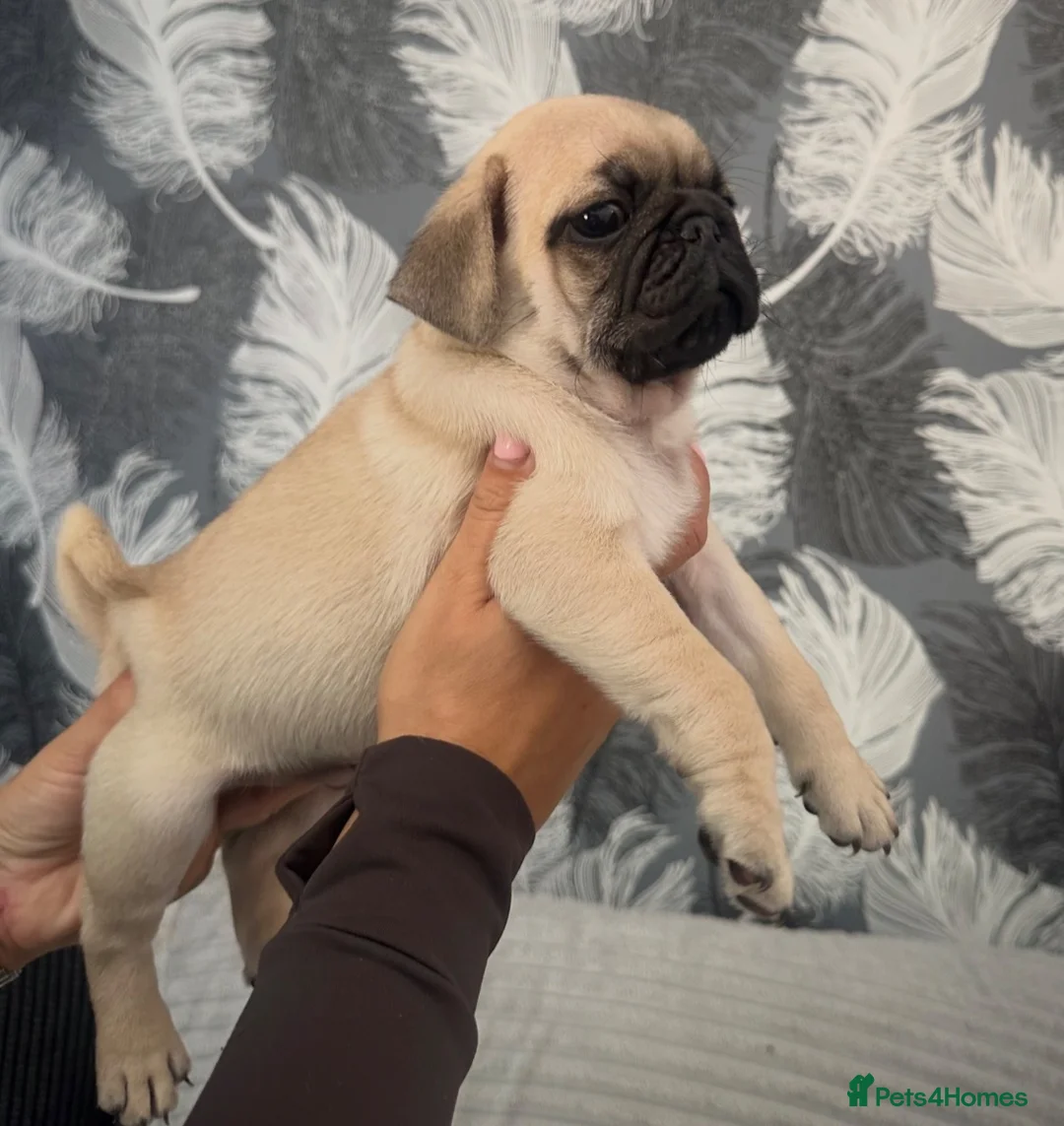 Pug dogs for sale: Beautiful Chunky Pug Puppy  - Advert 2