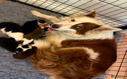Border Collie dogs for sale: Beautiful Border Collie pups for sale  - Image 12