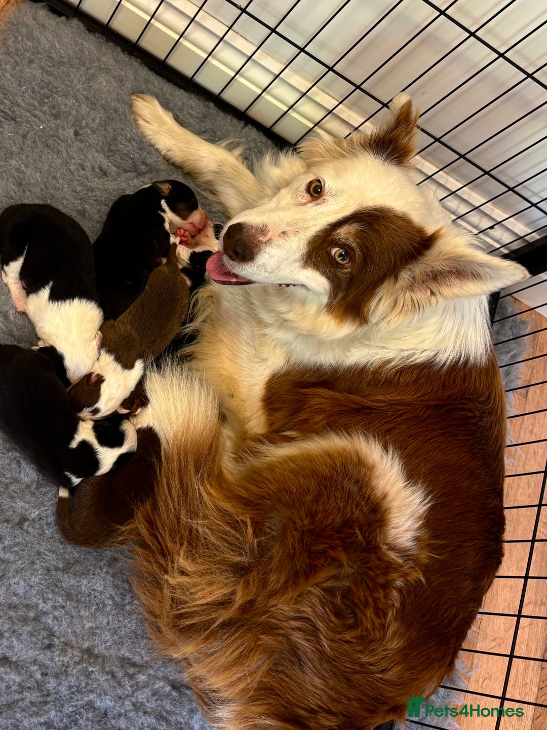 Border Collie dogs for sale: Beautiful Border Collie pups for sale  - Image 12