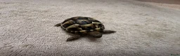Hermann Tortoise reptiles for sale: Hermann Tortoises  - Advert 3