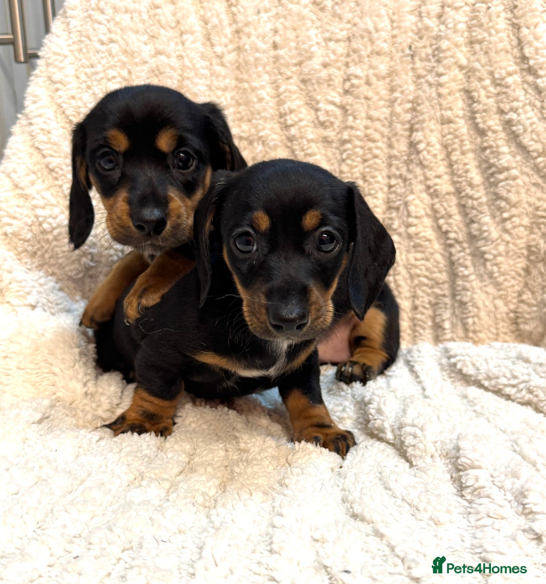 Miniature Dachshund dogs for sale: Mini dachshund puppies KC registered, DNA tested - Advert 8