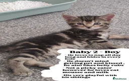 Bombay cats for sale: 4 adorable kittens for sale mixed breed litter ⁠♡ - Image 4
