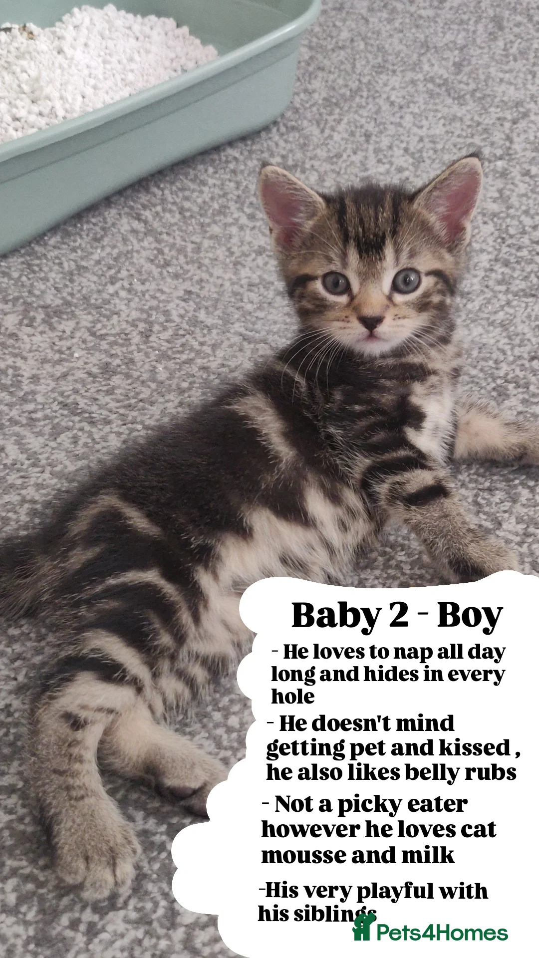 Bombay cats for sale: 4 adorable kittens for sale mixed breed litter ⁠♡ - Image 4