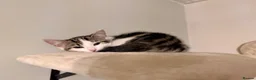 Domestic Shorthair cats for sale: Kittens for sale - Advert 33