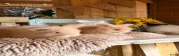 Angora rabbits for sale: Beautiful Fawn & white angora babies  - Advert 5
