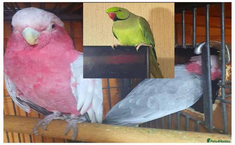 Ringnecks birds - Advert 2