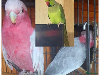 Ringnecks birds - Advert 19