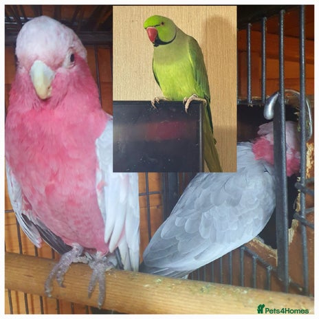 Ringnecks birds - Advert 1