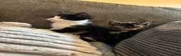 Mixed Breed cats for sale: 2 Beautiful Kittens for sale  - Advert 8