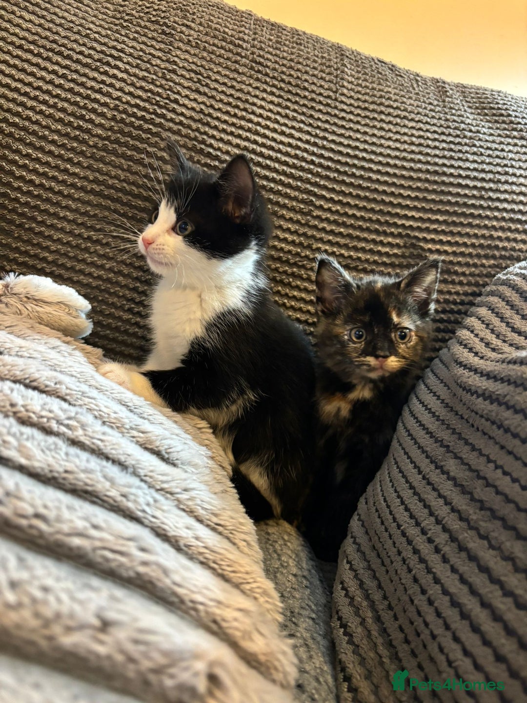 Mixed Breed cats for sale: 2 Beautiful Kittens for sale  - Advert 8