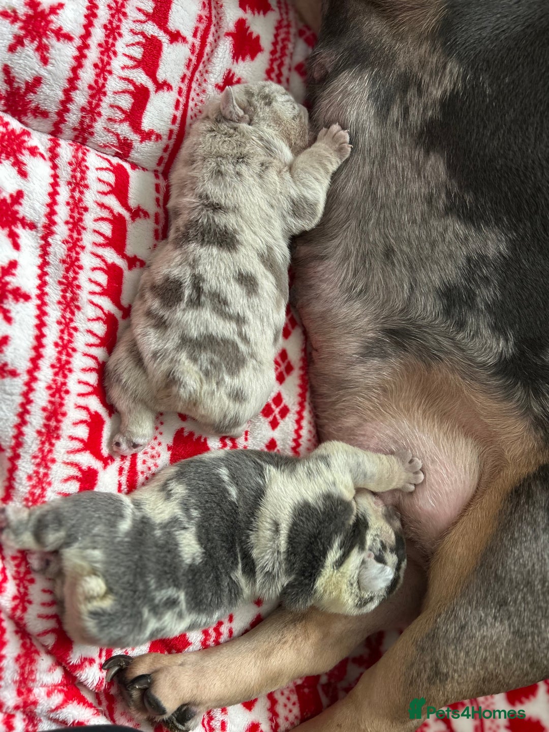 English Bulldog dogs for sale: LAST BOY ENGLISH BULLDOG PUP in South Ockendon - Image 13