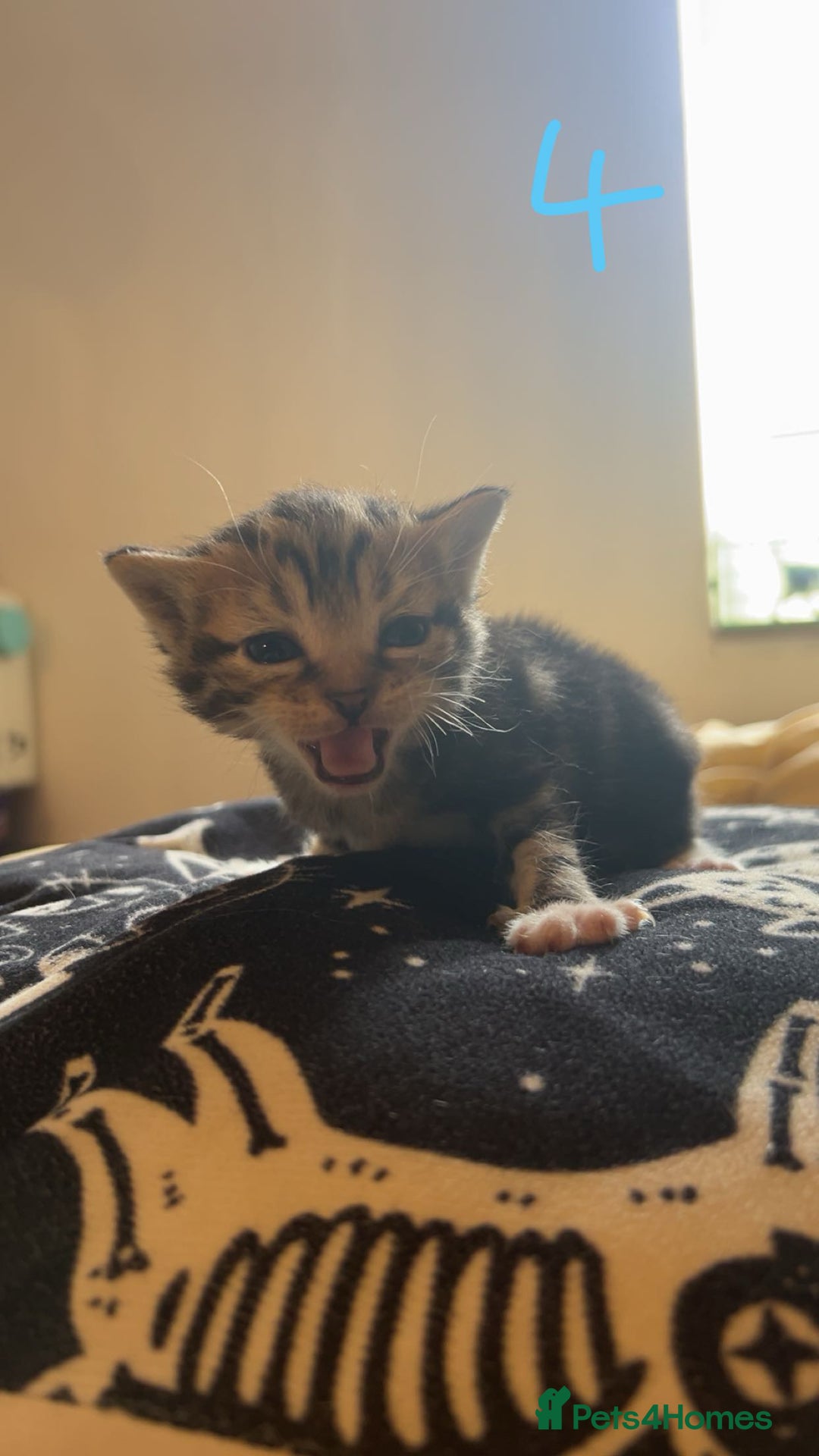 Maine Coon cats for sale: 1 GIRL / 5 BOYS - Image 16