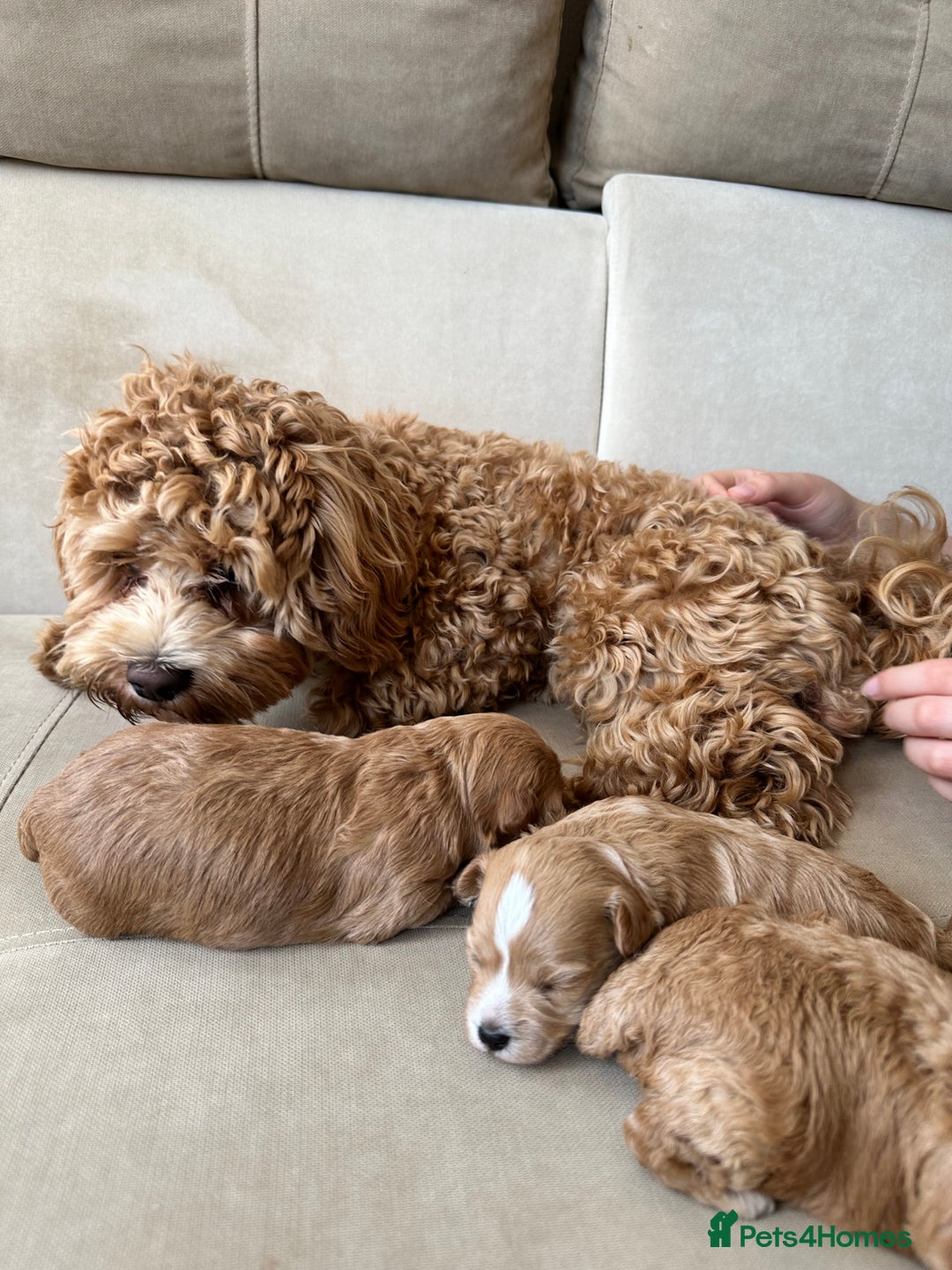 Poochon dogs for sale: 2 Male Poochon looking for loving home - Image 8