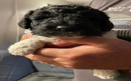 Mixed Breed dogs for sale: St Berdoodle ( St Bernard x Standard poodle) - Image 13