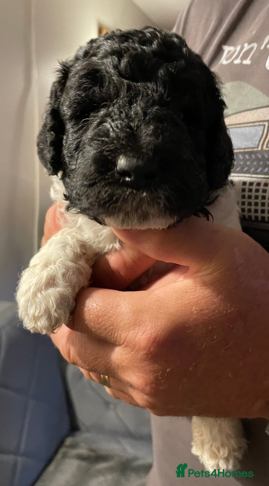 Mixed Breed dogs for sale: St Berdoodle ( St Bernard x Standard poodle) - Image 13
