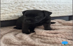 Lakeland Terrier dogs for sale: Beautiful Lakeland puppies for sale!  - Advert 3