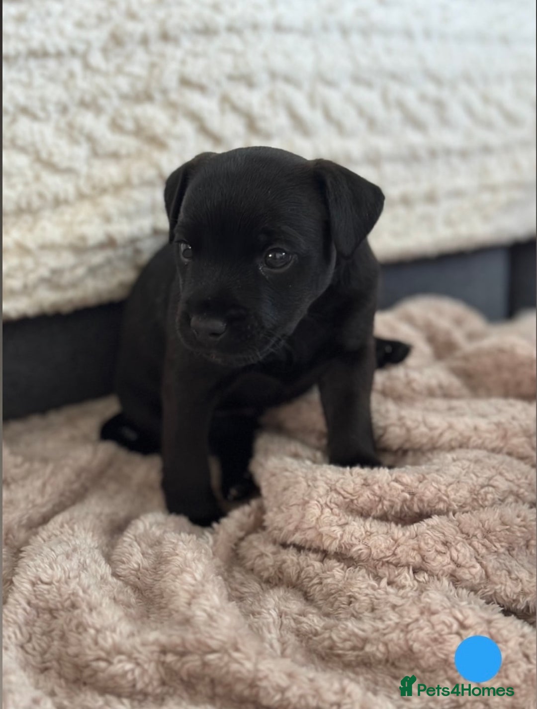 Lakeland Terrier dogs for sale: Beautiful Lakeland puppies for sale!  - Advert 3