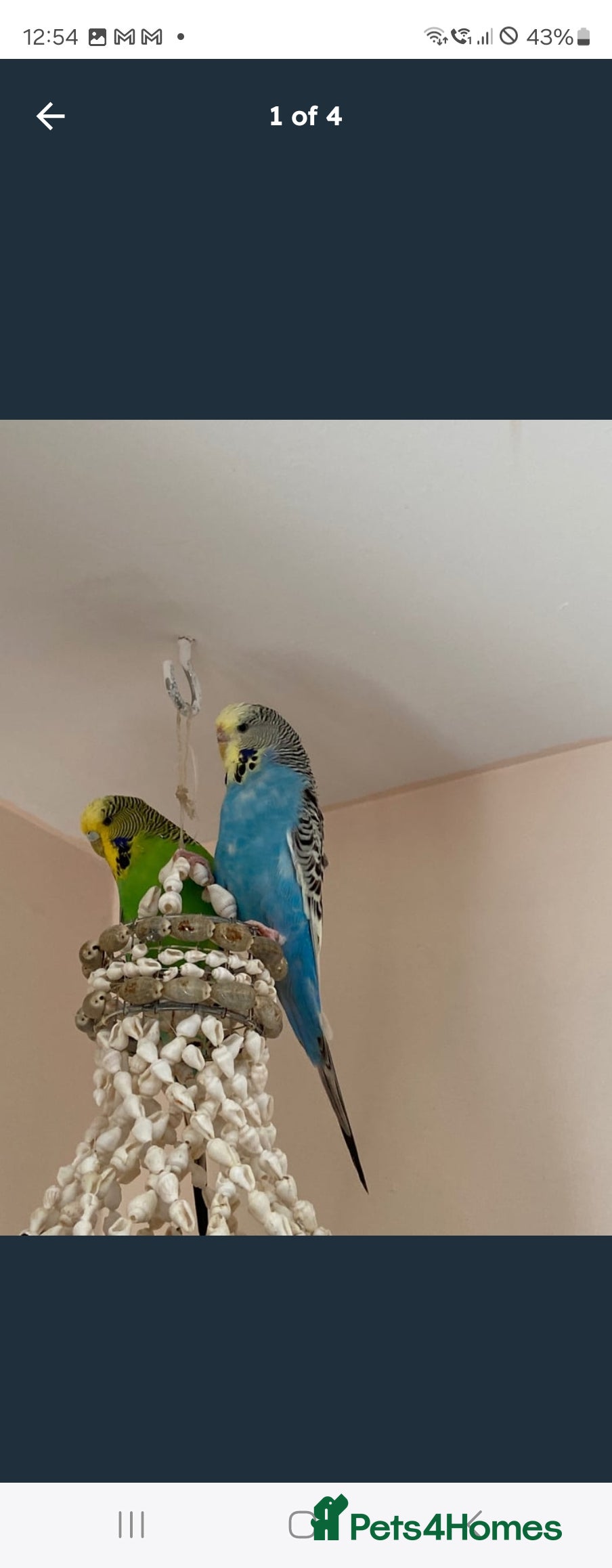 Budgerigars birds Beautiful Male and Female Budgies for sale  - Advert 13