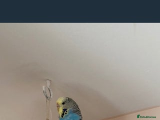 Budgerigars birds Beautiful Male and Female Budgies for sale - Advert 1