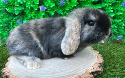 Mini Lop rabbits for sale: Stunning mini lop bunnies ready to reserve  - Advert 17