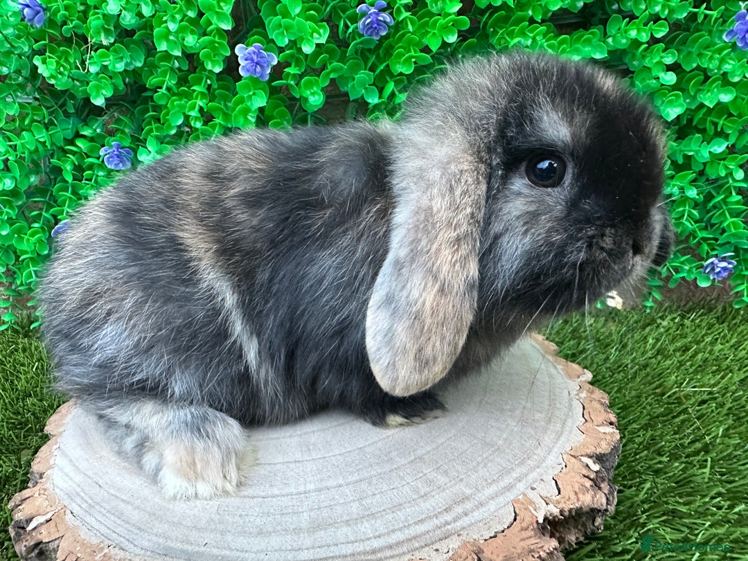 Mini Lop rabbits for sale: Stunning mini lop bunnies ready to reserve  - Advert 17