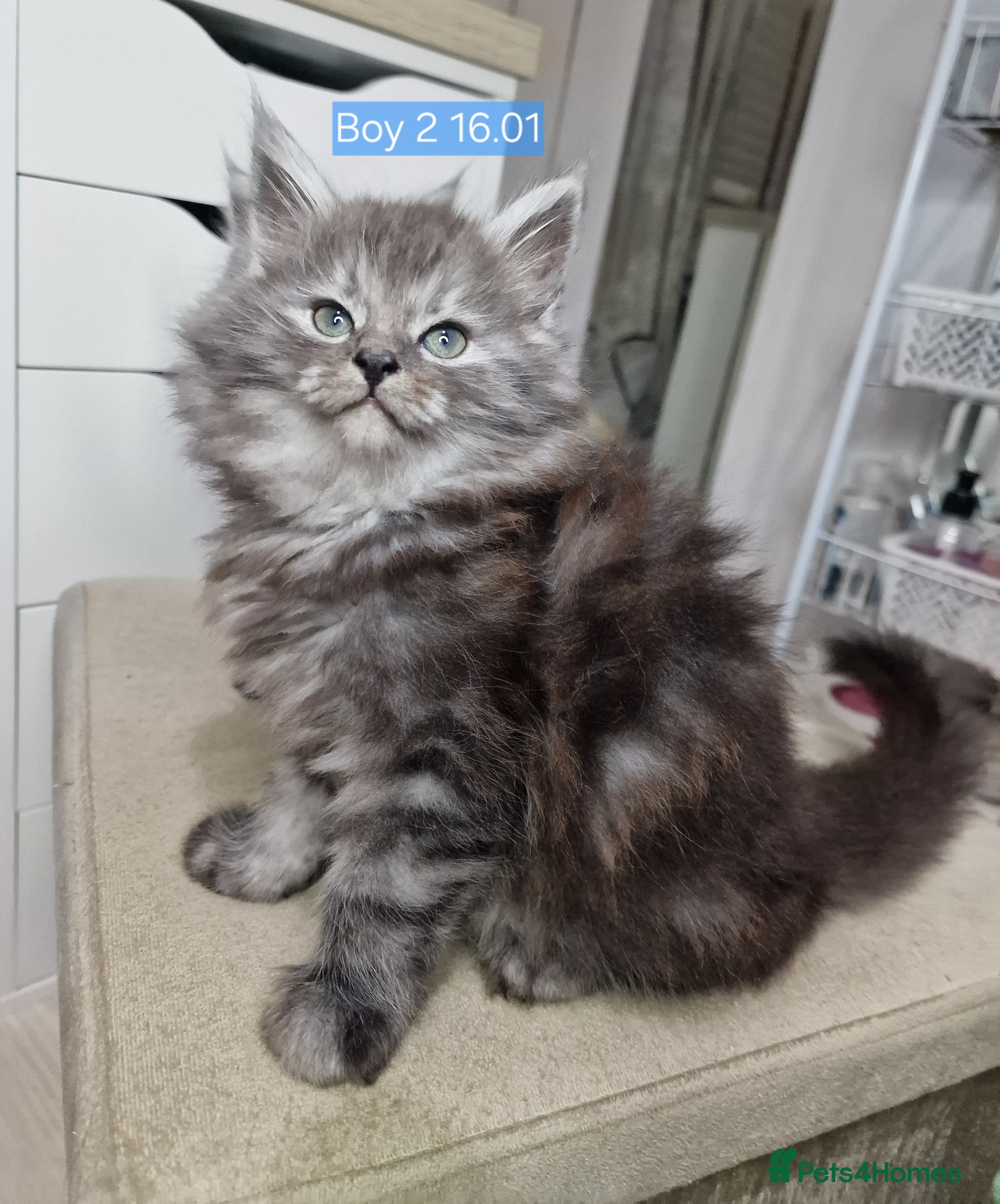 Maine Coon cats Last boy looking for home in Bury - Advert 6